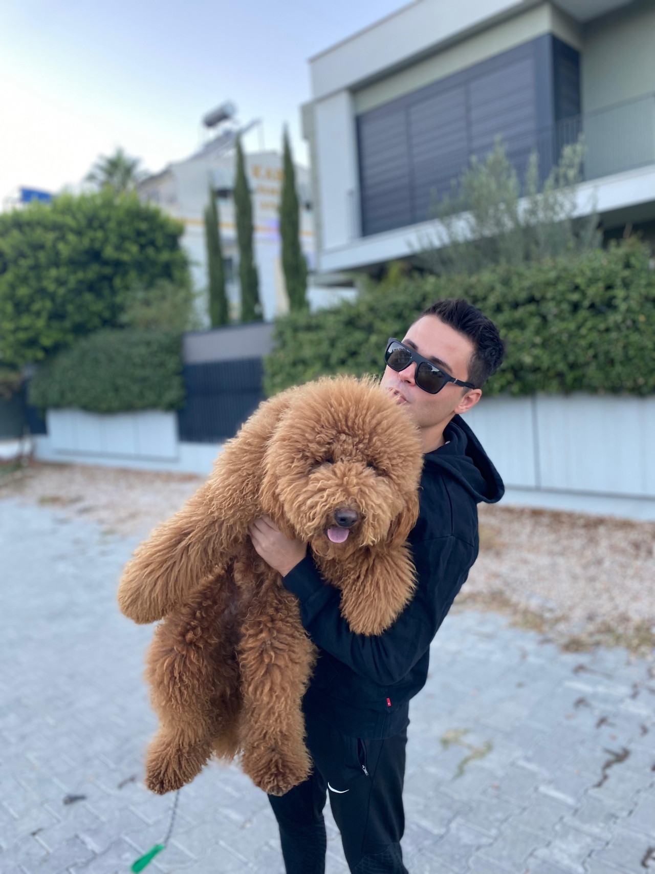 Antalya labradoodle 3