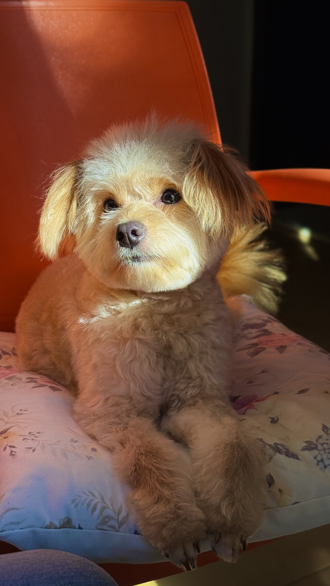 pomapoo kızımıza toy poddle eş arıyoruz