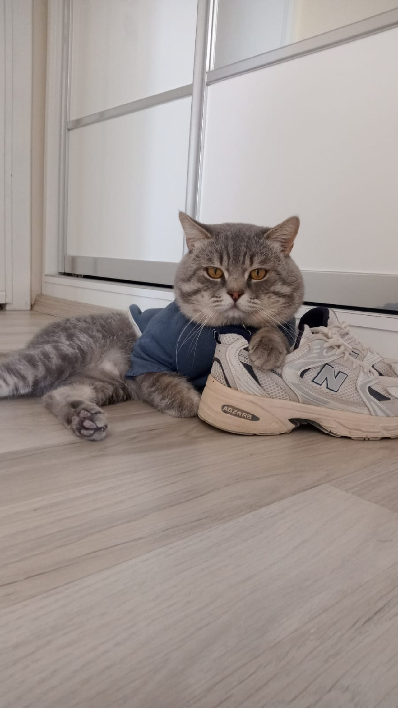 Oğlumuz çikoya prenses arıyoruz