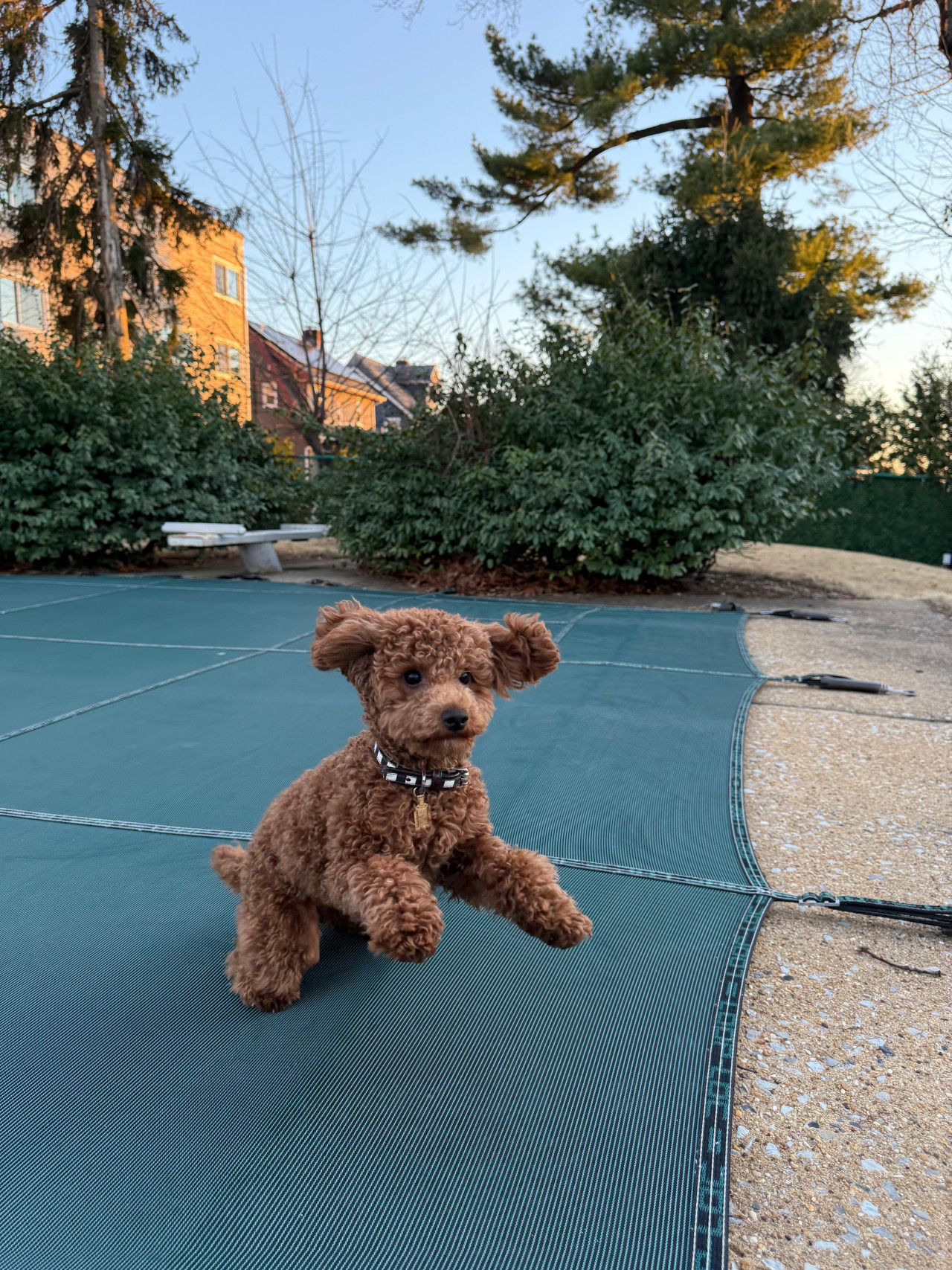 Secereli Mini Poodle ( Red )