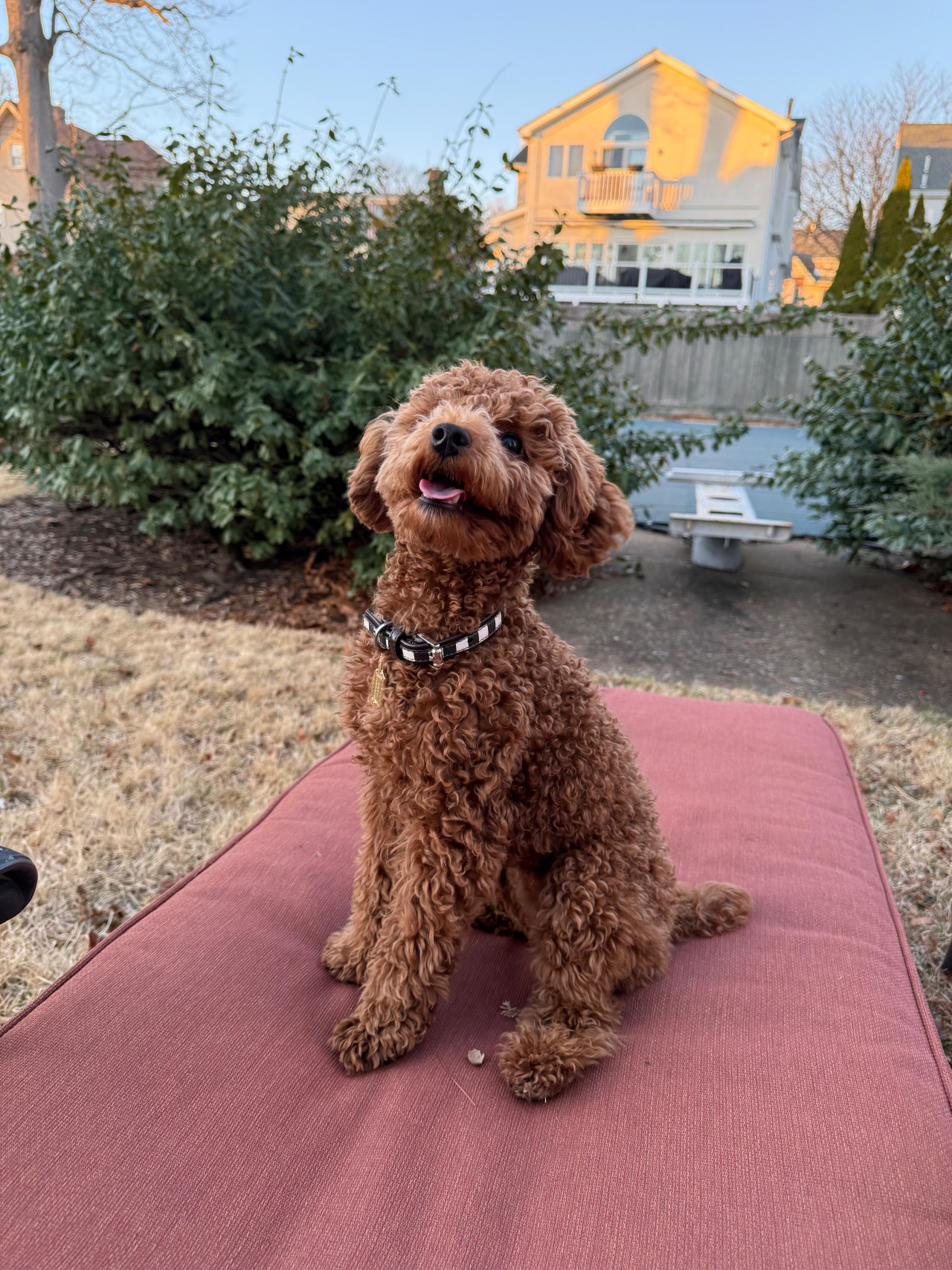 Secereli Mini Poodle ( Red ) 2