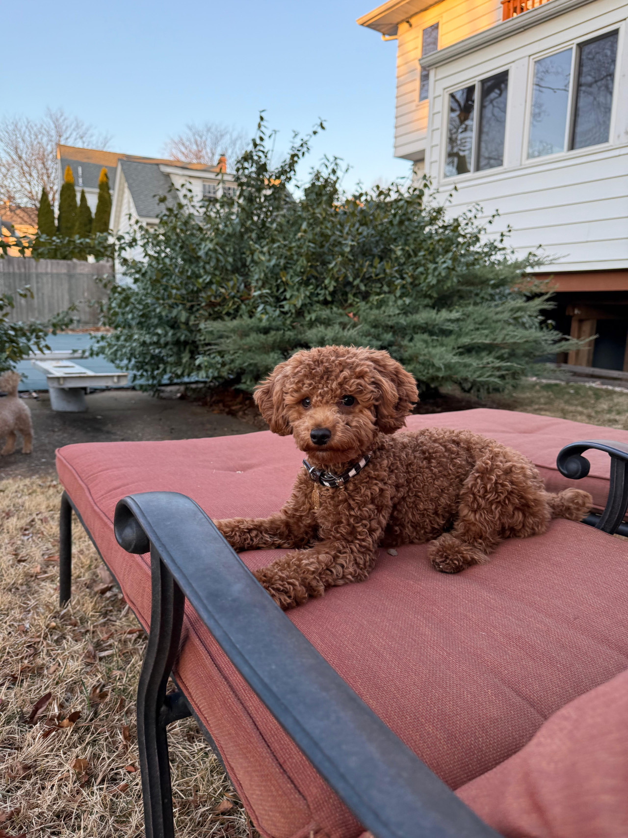 Secereli Mini Poodle ( Red ) 3