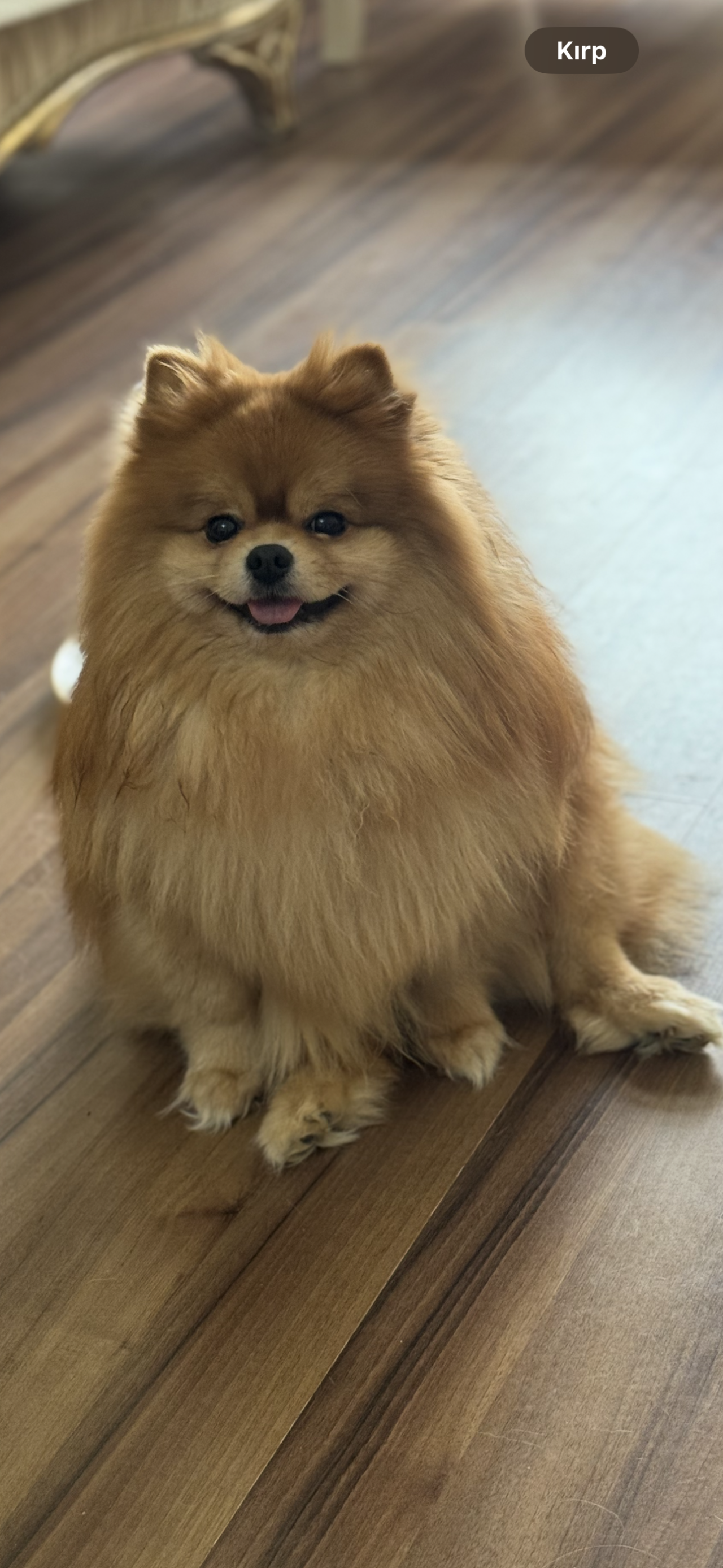 Asil oğlumuza eş arıyoruz