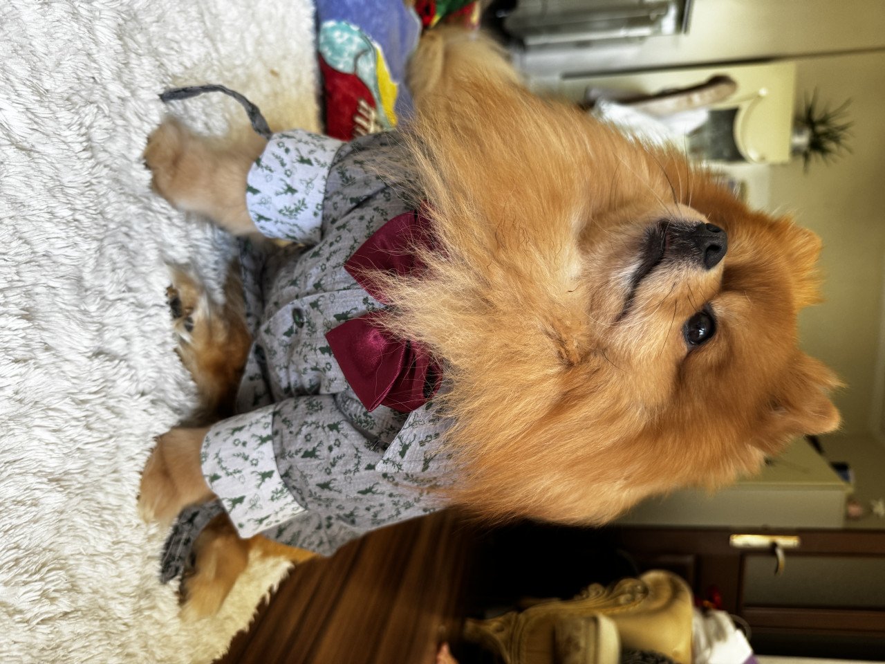 Asil oğlumuza eş arıyoruz 2