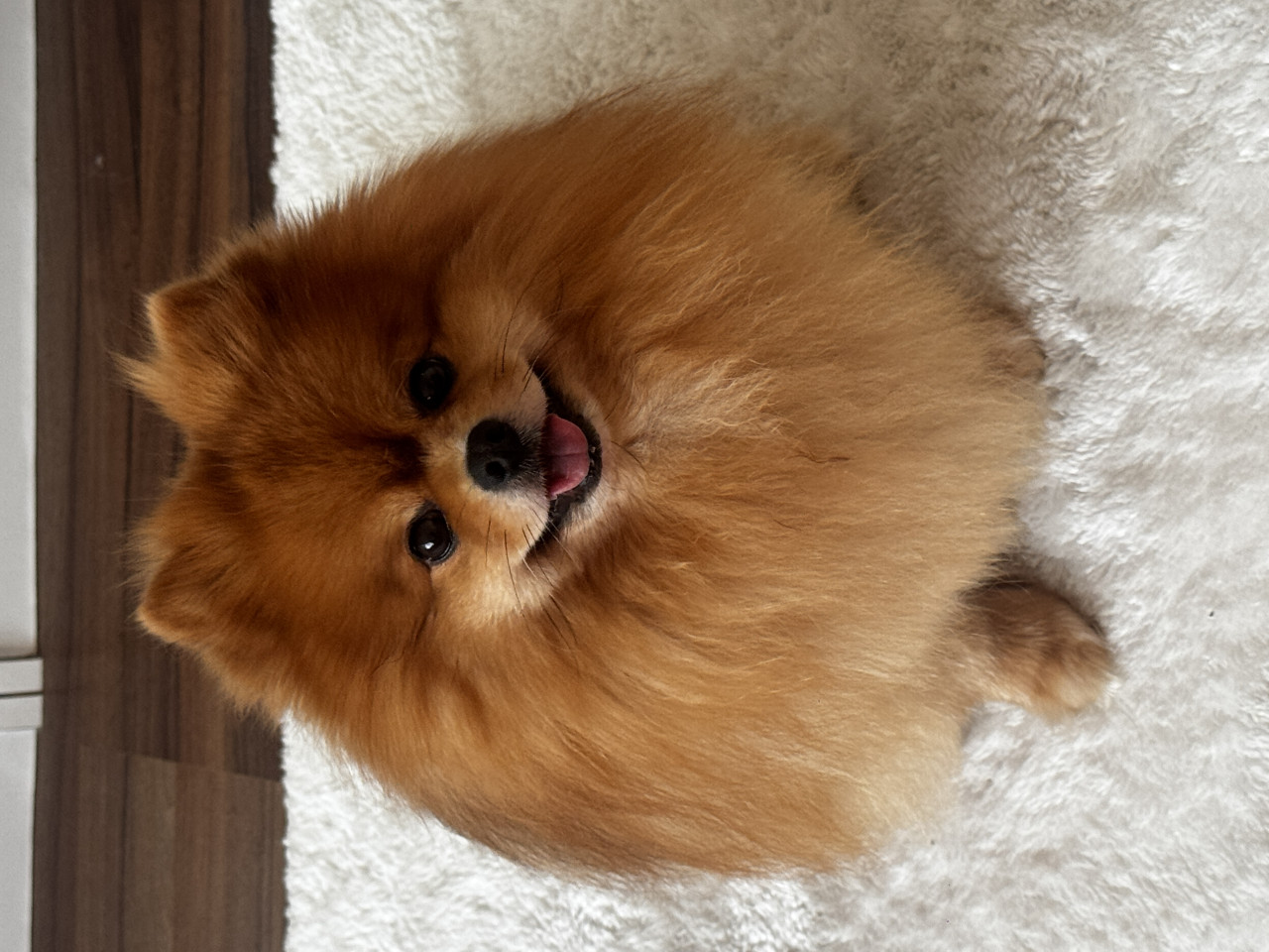 Asil oğlumuza eş arıyoruz 3