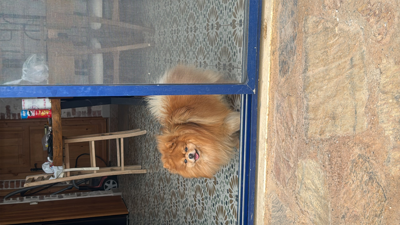 Asil oğlumuza eş arıyoruz 6