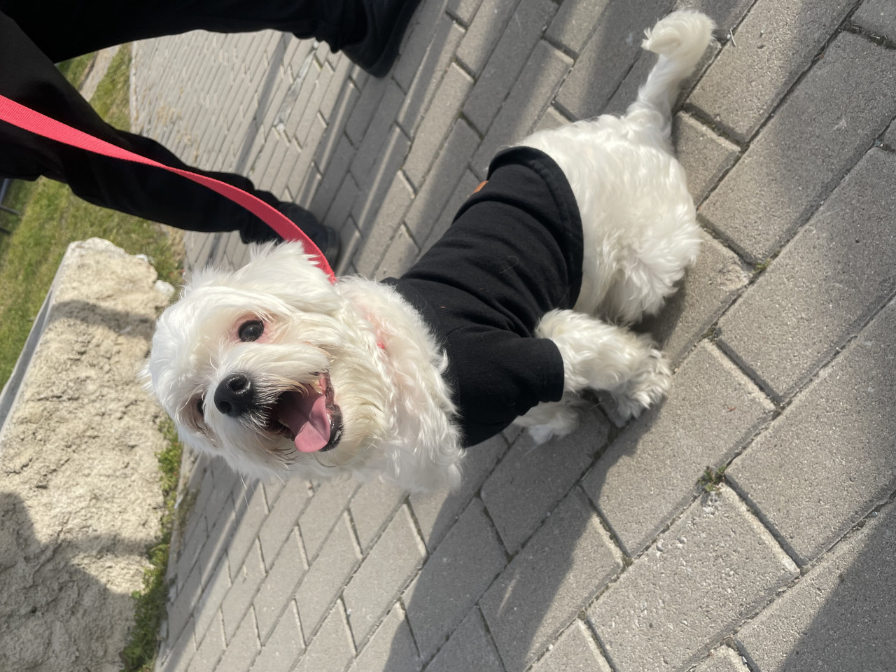 Oğlumuza dişi eş arıyoruz