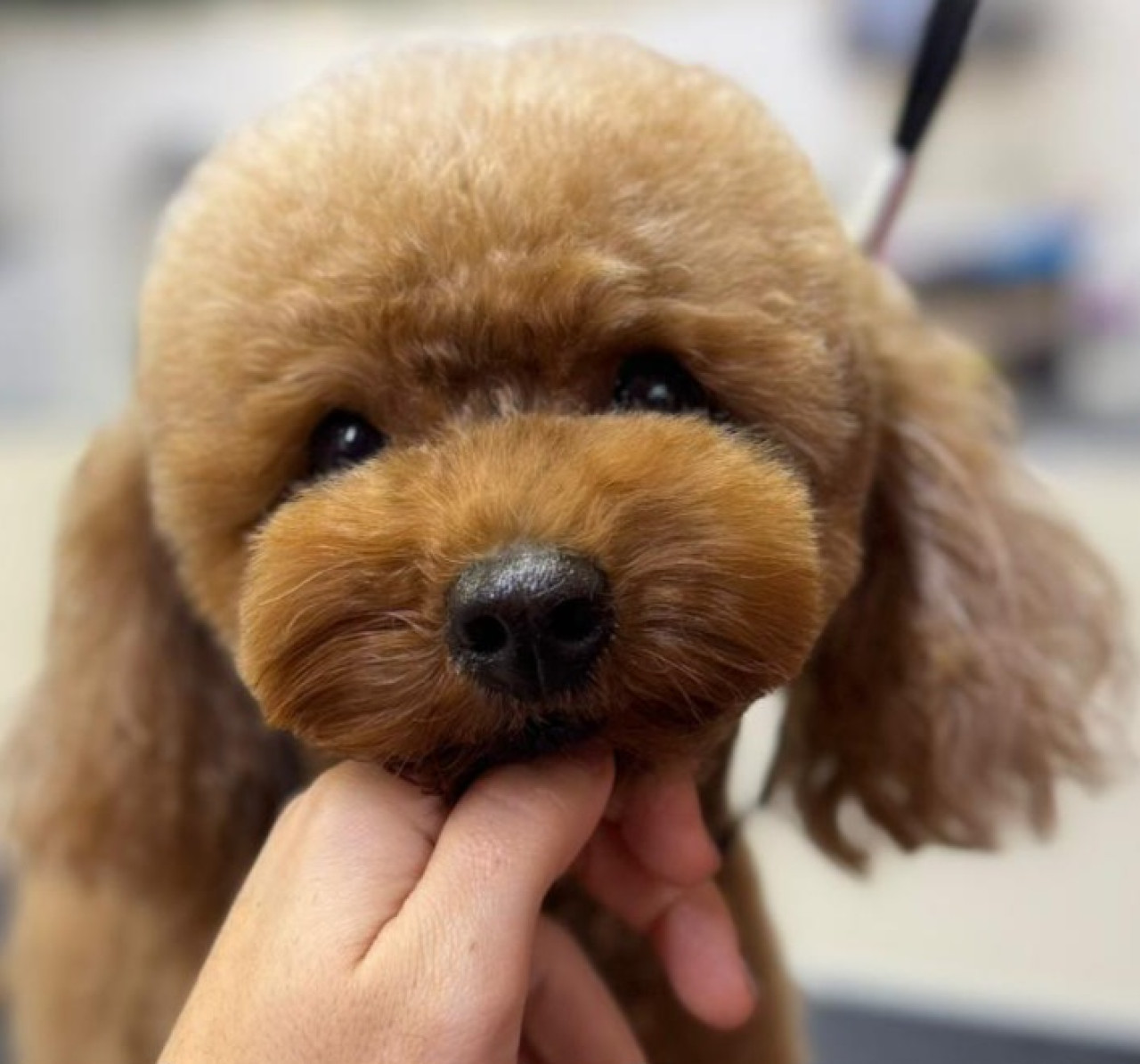 Aşıları tam eş adayları