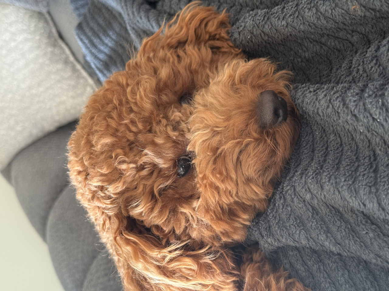 Oğlumuza dişi arıyoruz 3