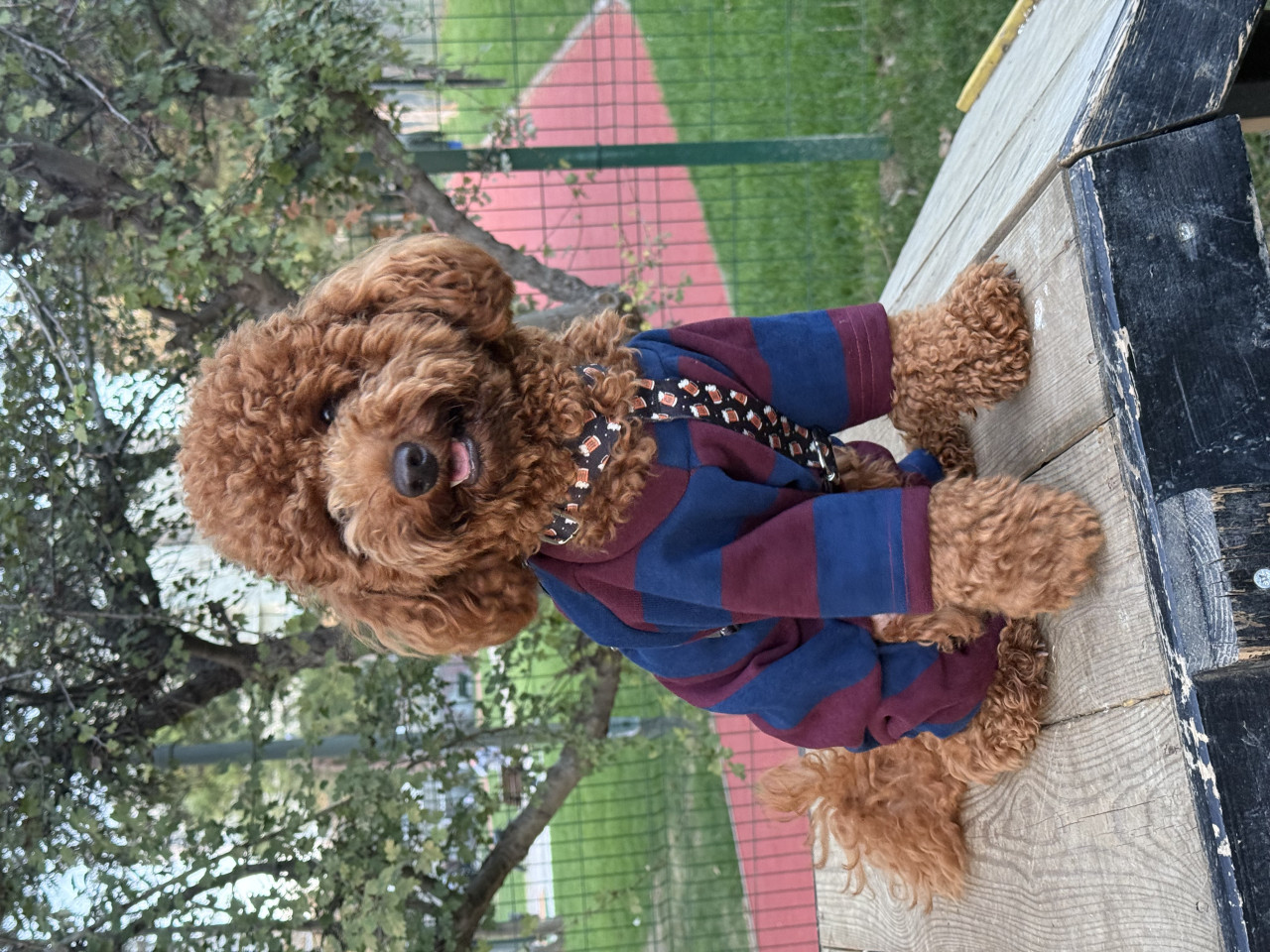 Oğlumuza dişi arıyoruz 2