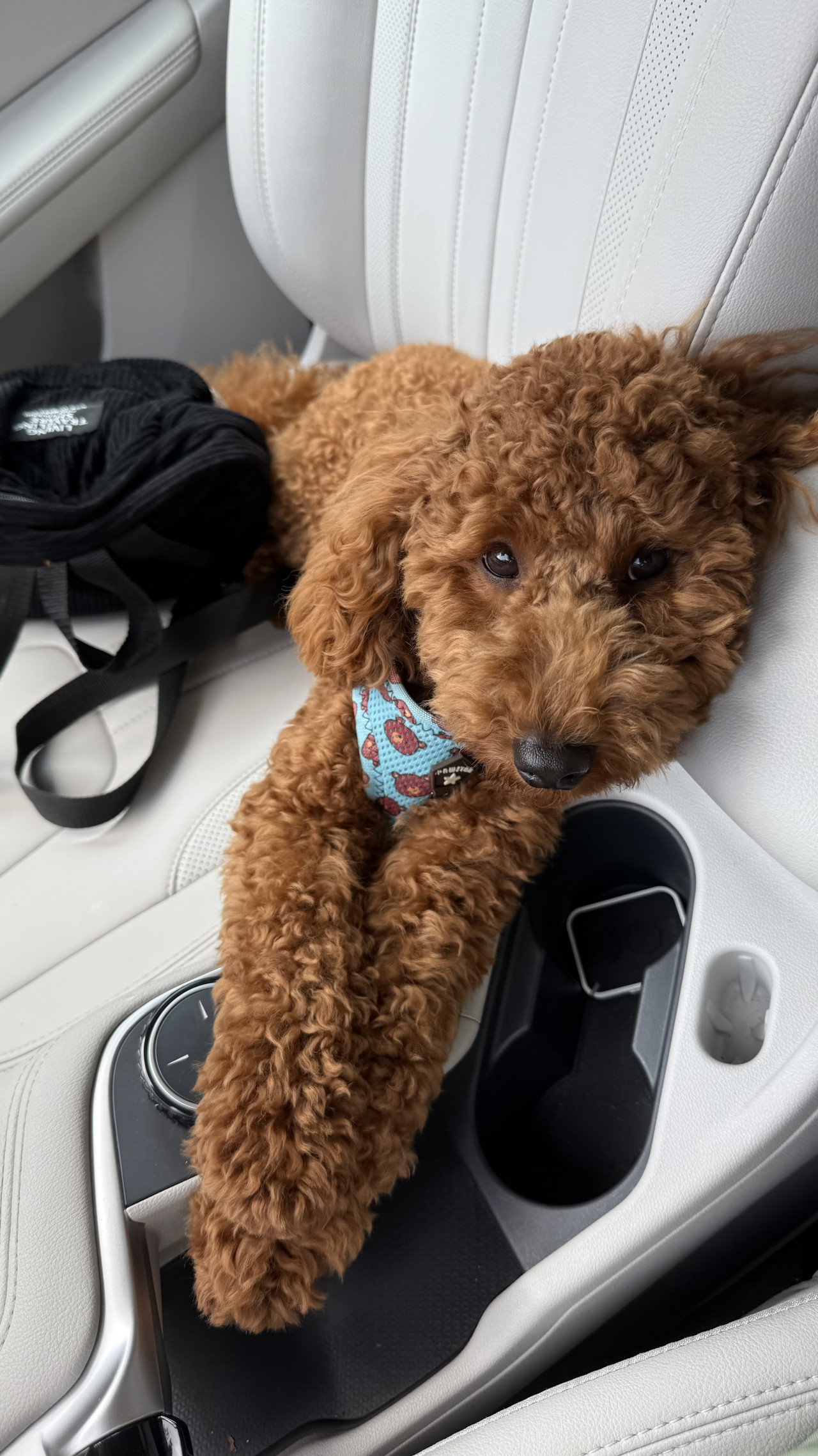 Oğlumuza dişi arıyoruz 5