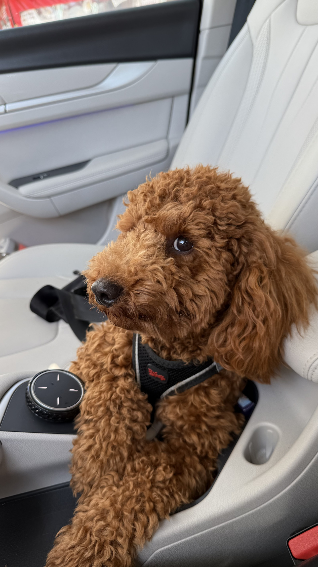 Oğlumuza dişi arıyoruz 4