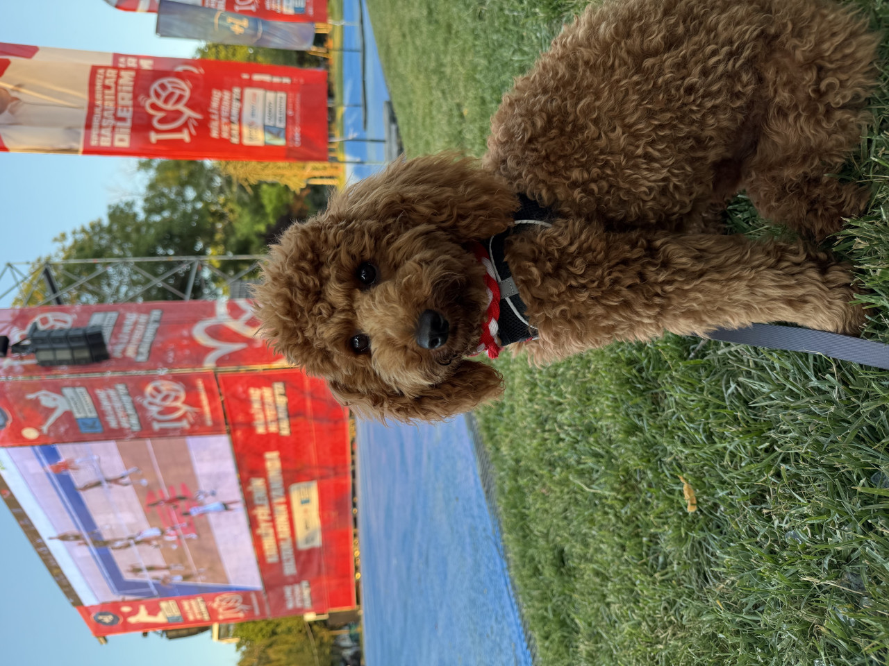 Oğlumuza dişi arıyoruz 6