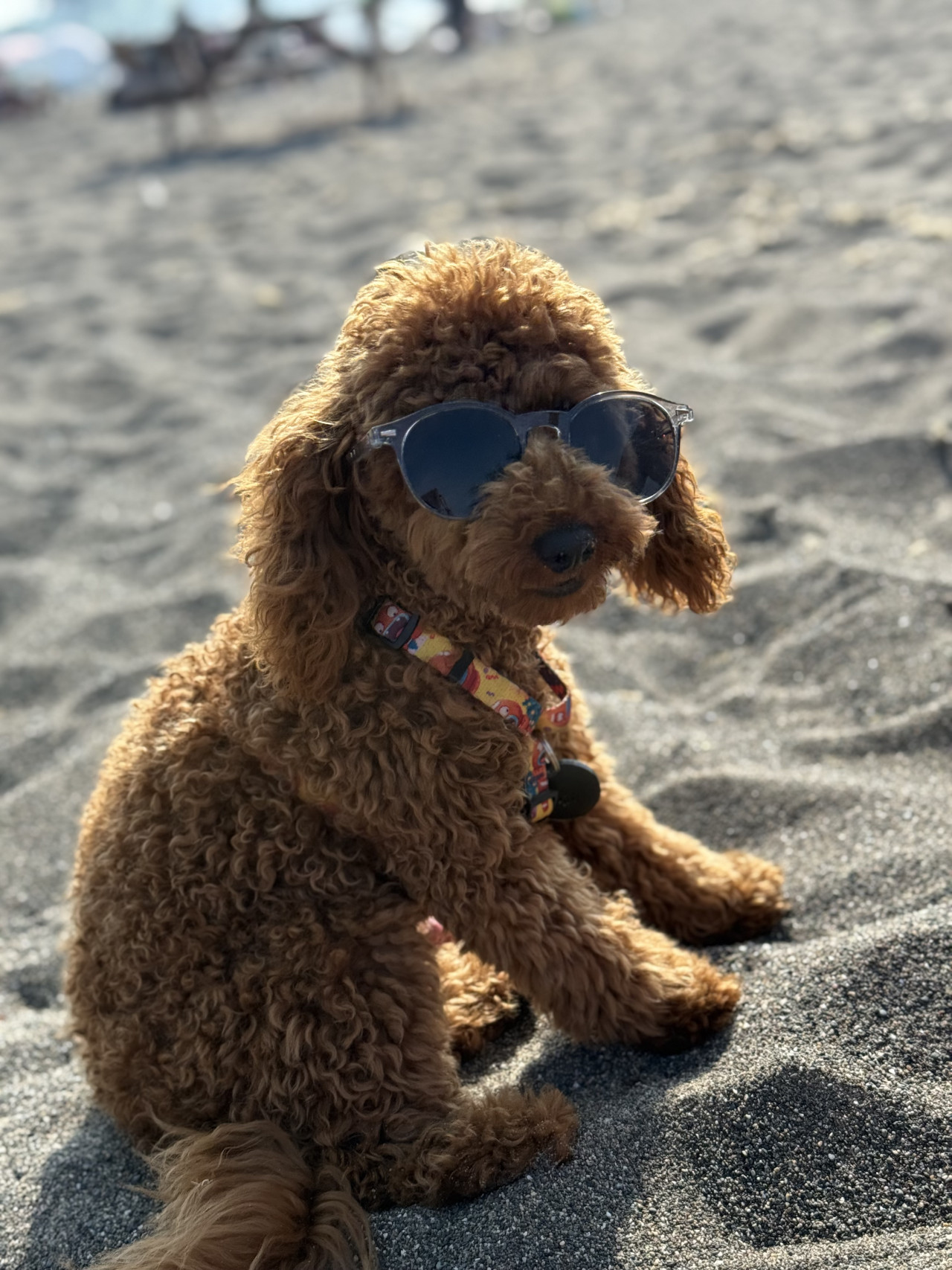 Oğlumuza dişi arıyoruz 7