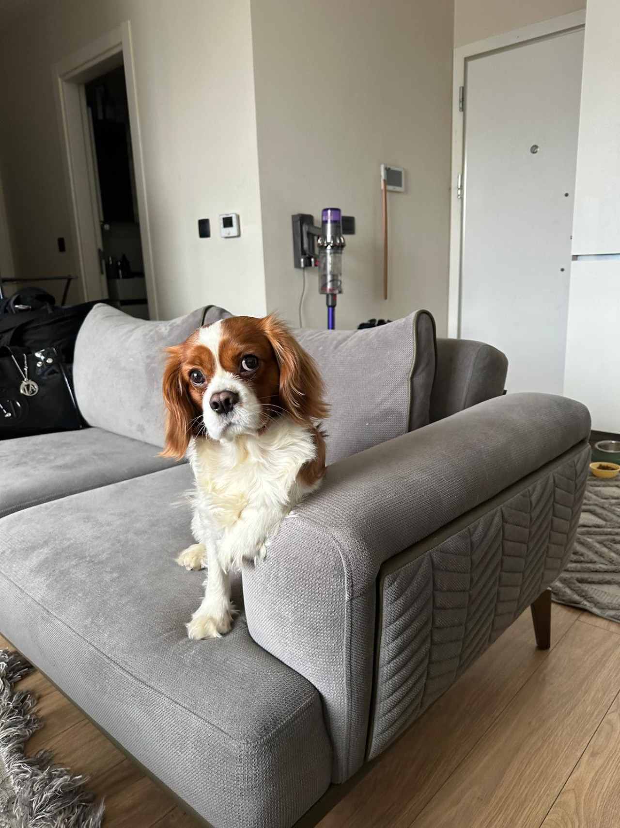 2 yaşında erkek Cavalier king charles dişi arıyoruz