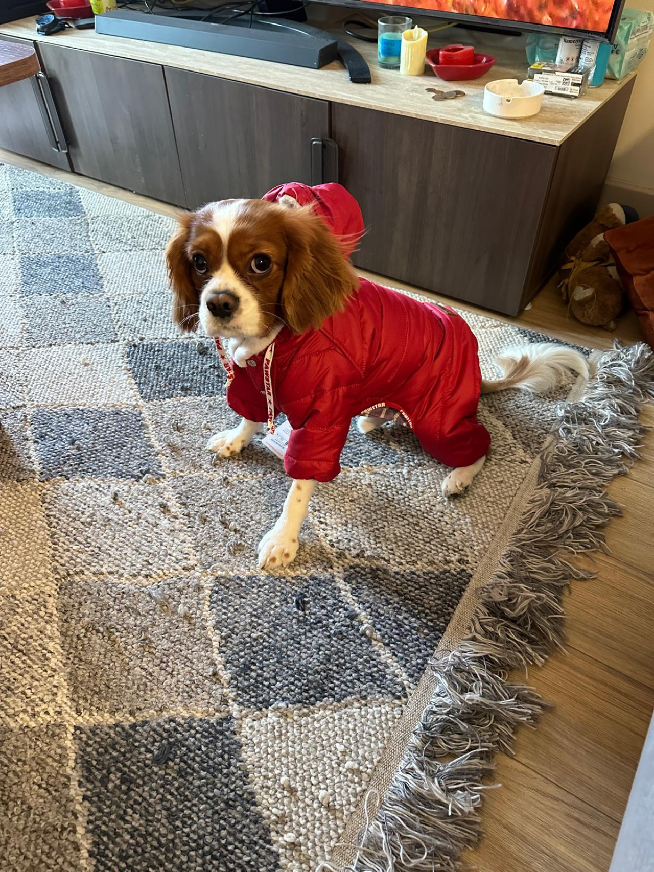 2 yaşında erkek Cavalier king charles dişi arıyoruz 3