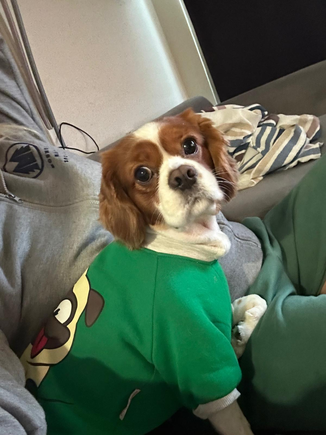 2 yaşında erkek Cavalier king charles dişi arıyoruz 2