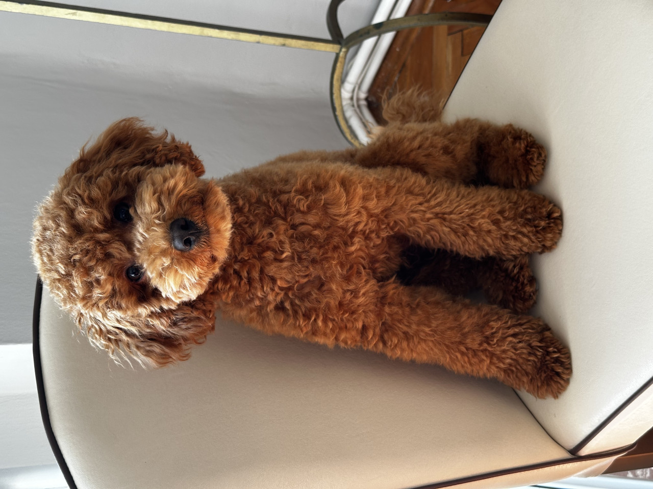 1 yaşında Toypoodlee 2