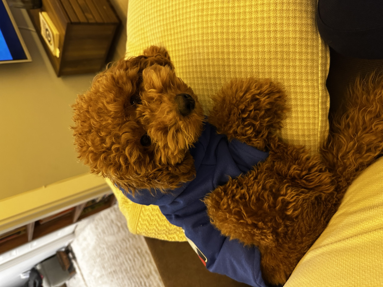 1 yaşında Toypoodlee 3