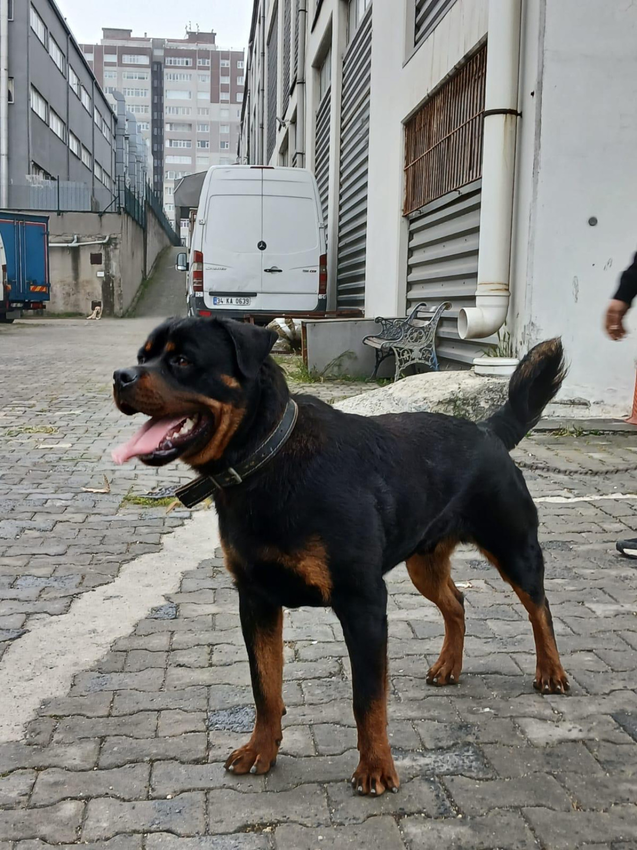 1.5 yaşındaki yavruma eş arıyorum rottweiler
