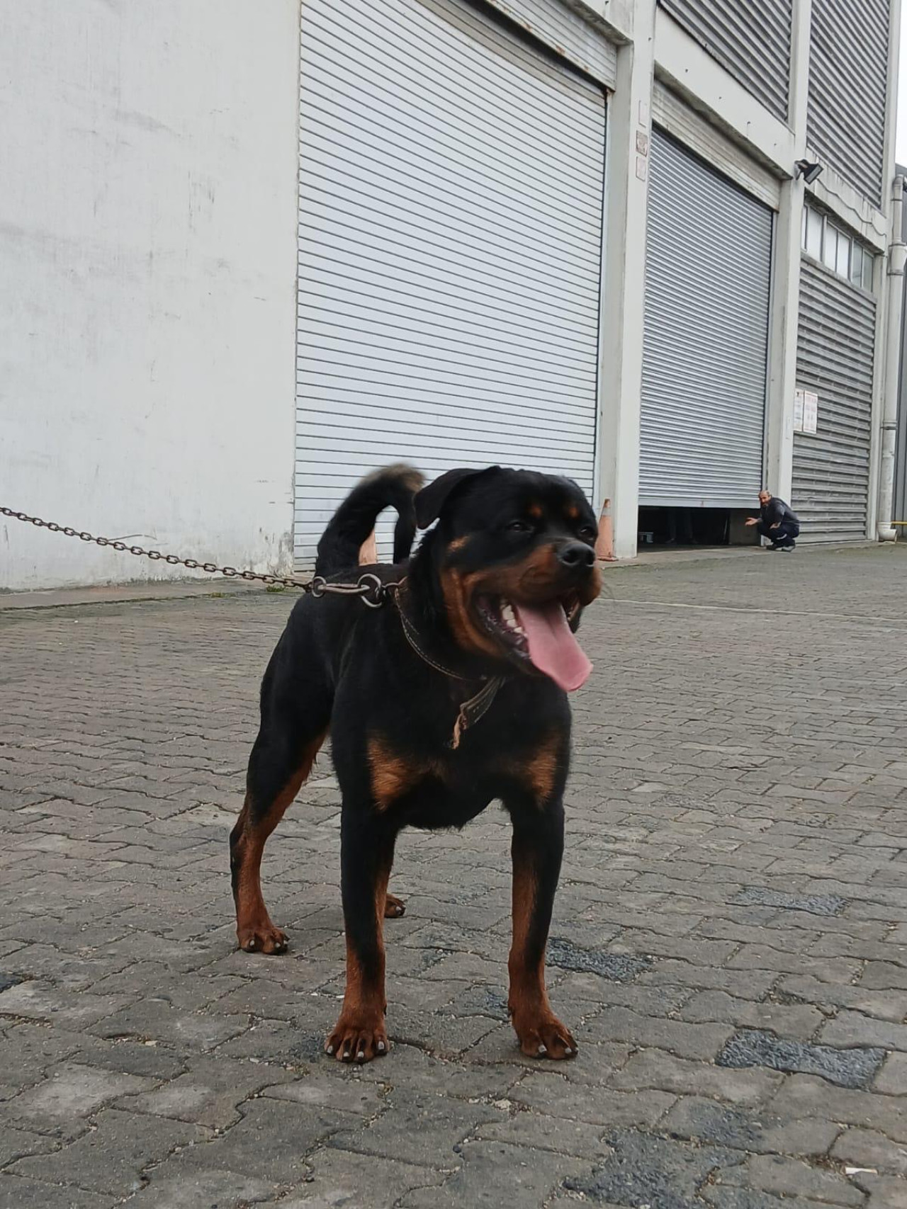 1.5 yaşındaki yavruma eş arıyorum rottweiler 2