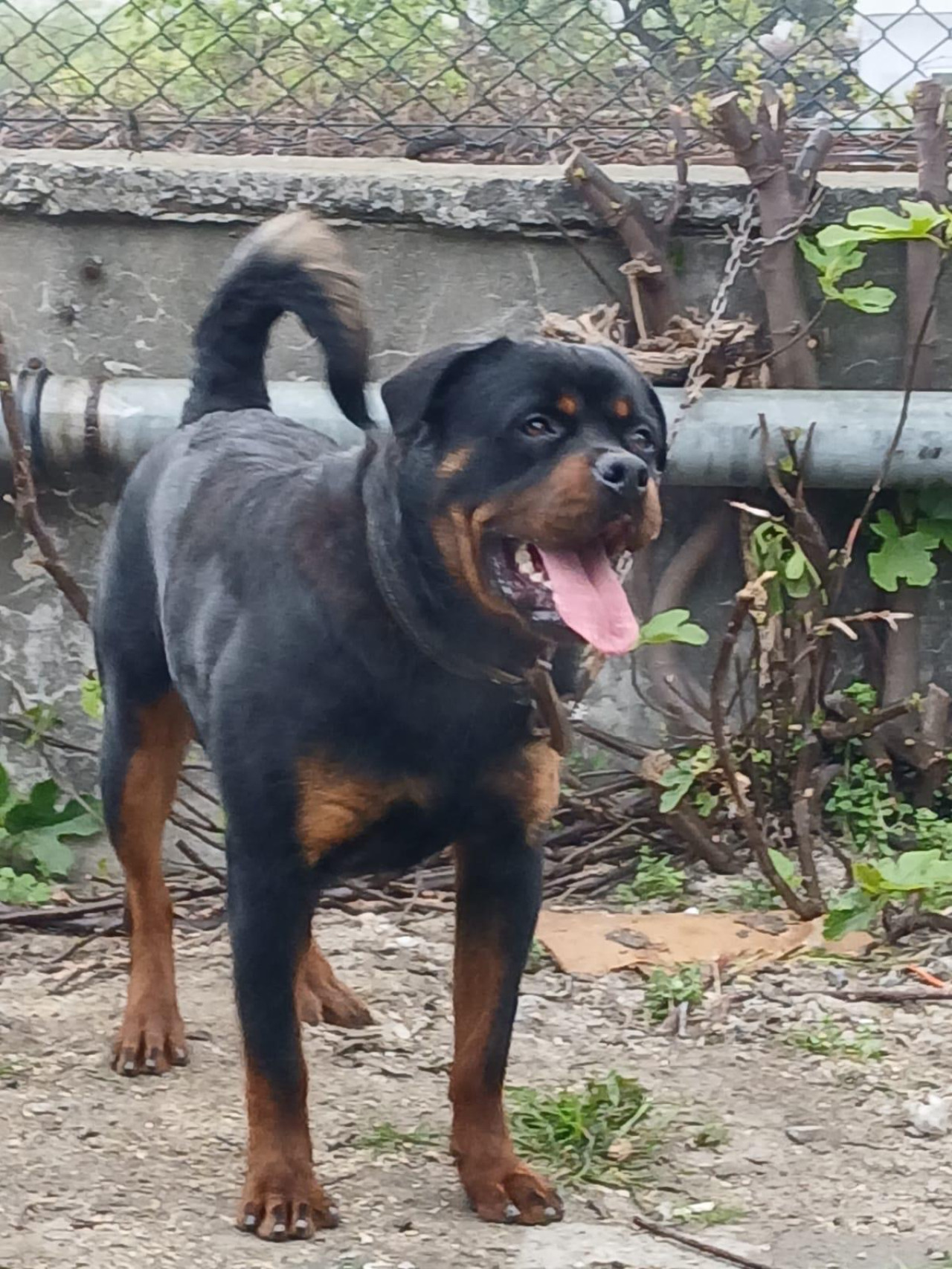 1.5 yaşındaki yavruma eş arıyorum rottweiler 3