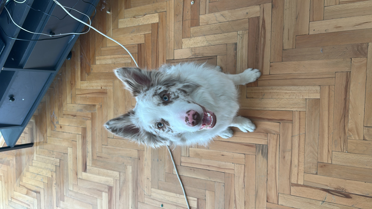 Oğlumuz Alber e eş arıyoruz