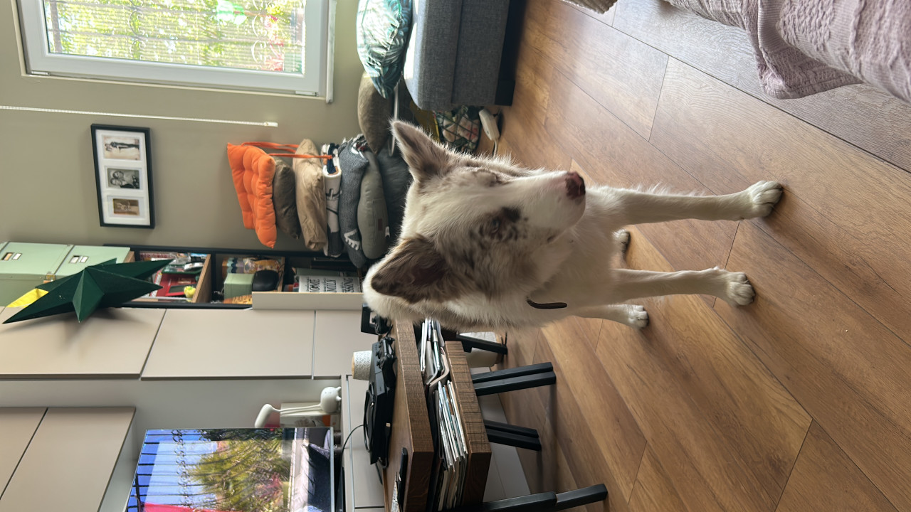 Oğlumuz Alber e eş arıyoruz 4