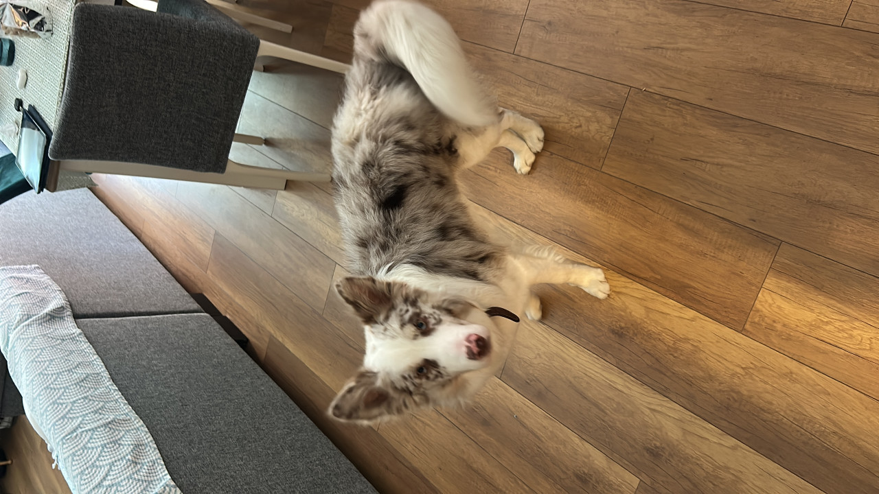 Oğlumuz Alber e eş arıyoruz 3