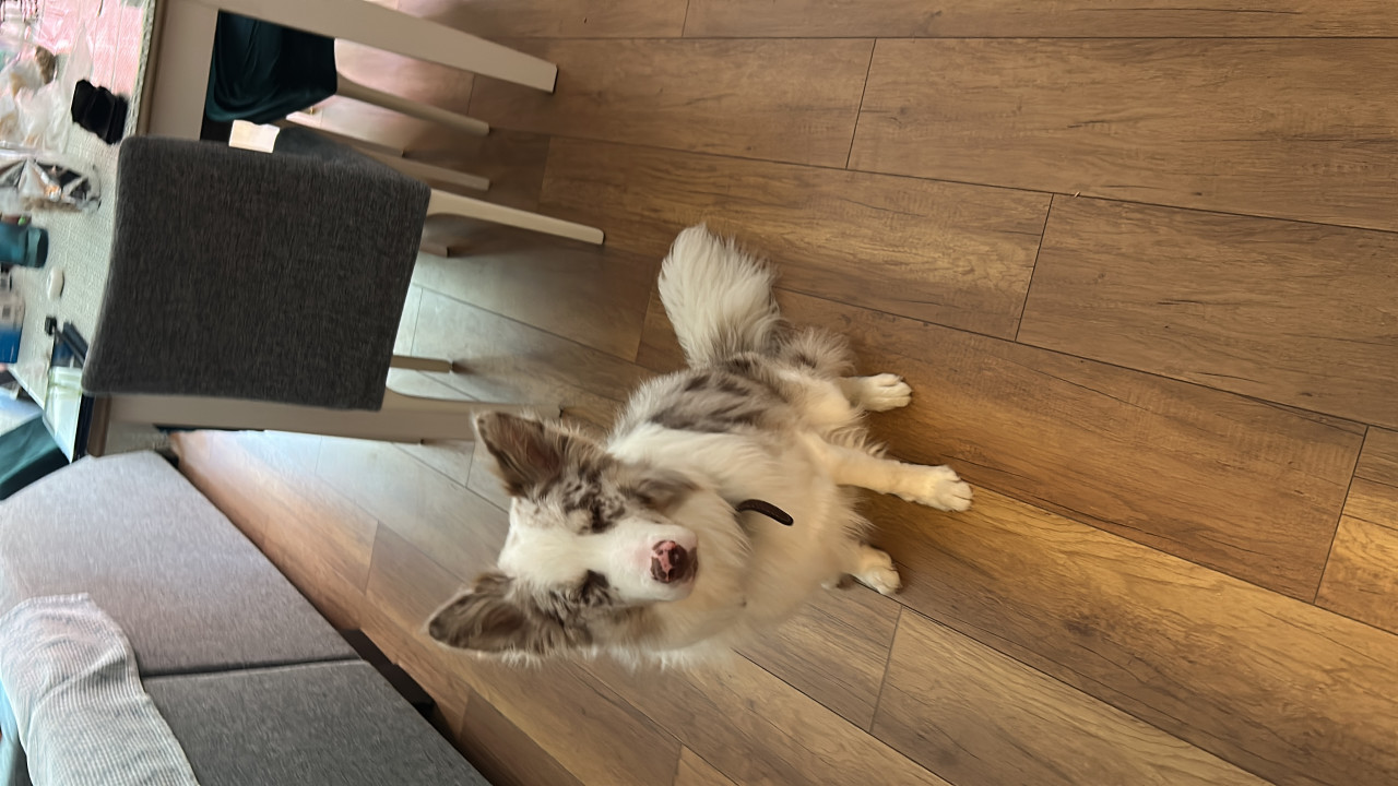 Oğlumuz Alber e eş arıyoruz 2