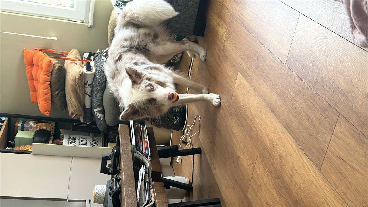 Oğlumuz Alber e eş arıyoruz 5