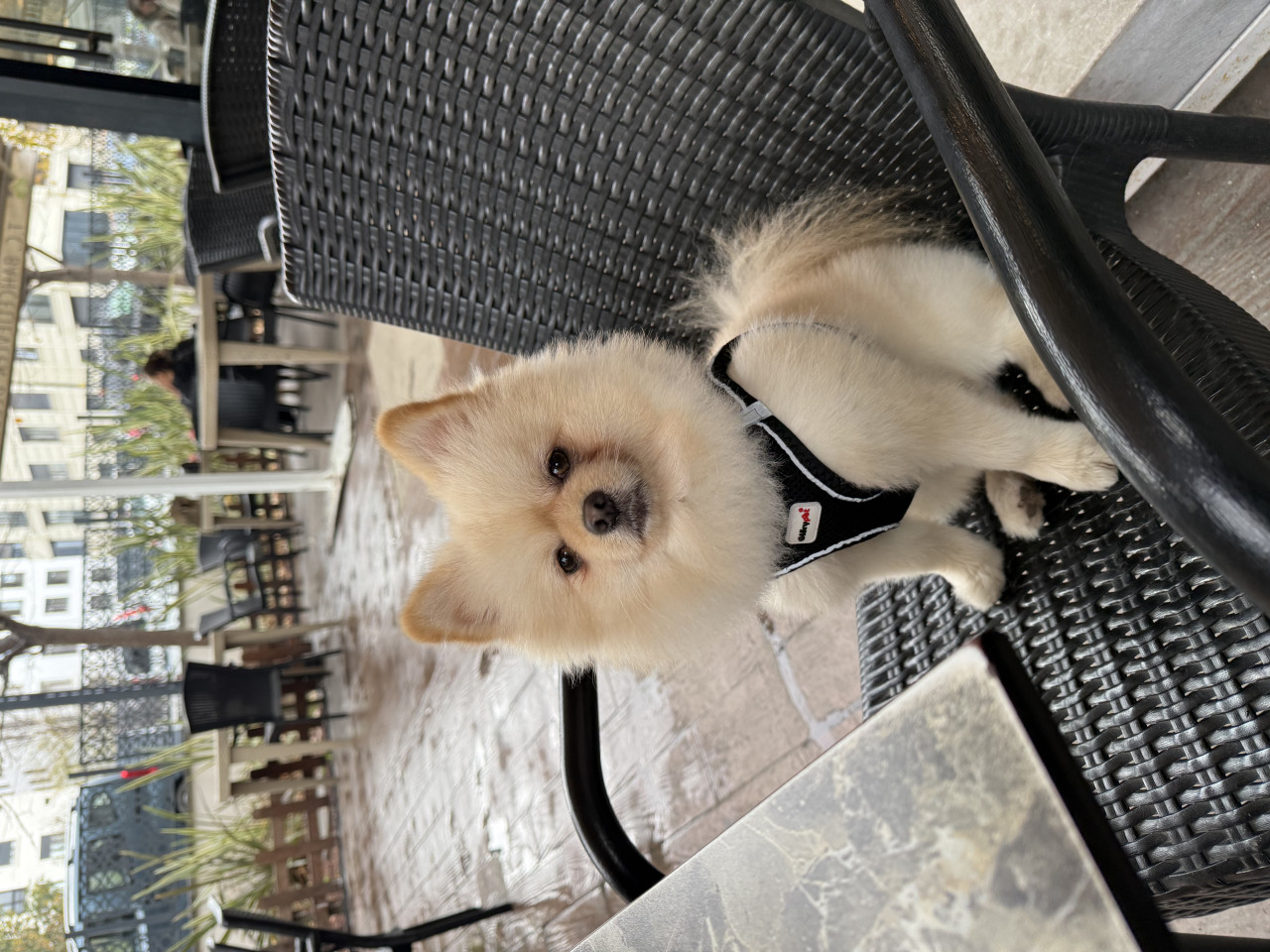 Merhaba 1 buçuk yaşında olan oğlum Bonny eş arıyorum