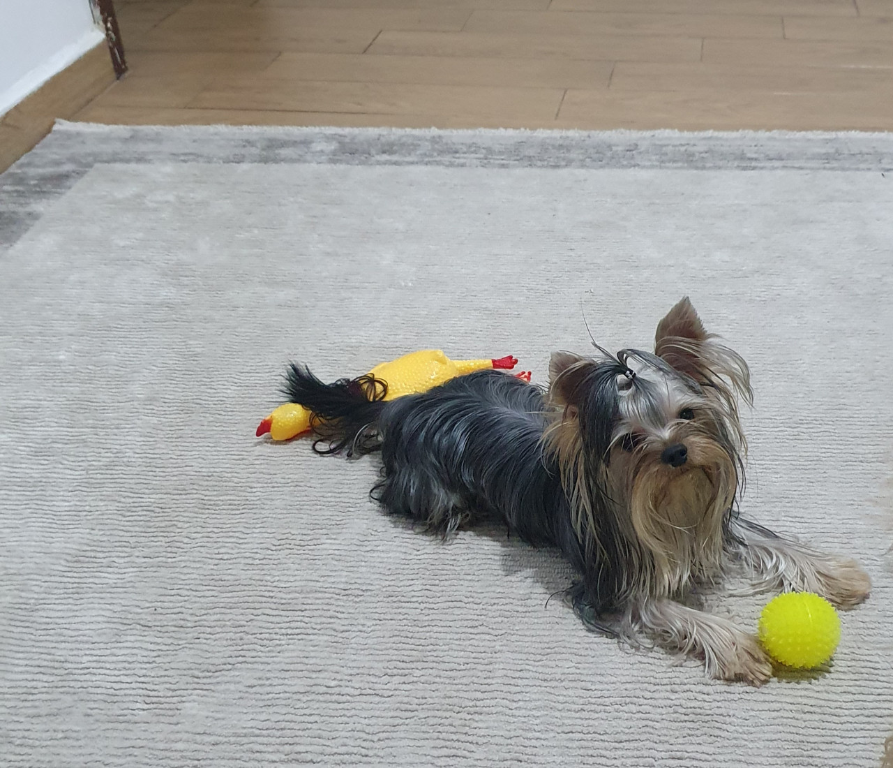 Scr li Yorkshire erkek