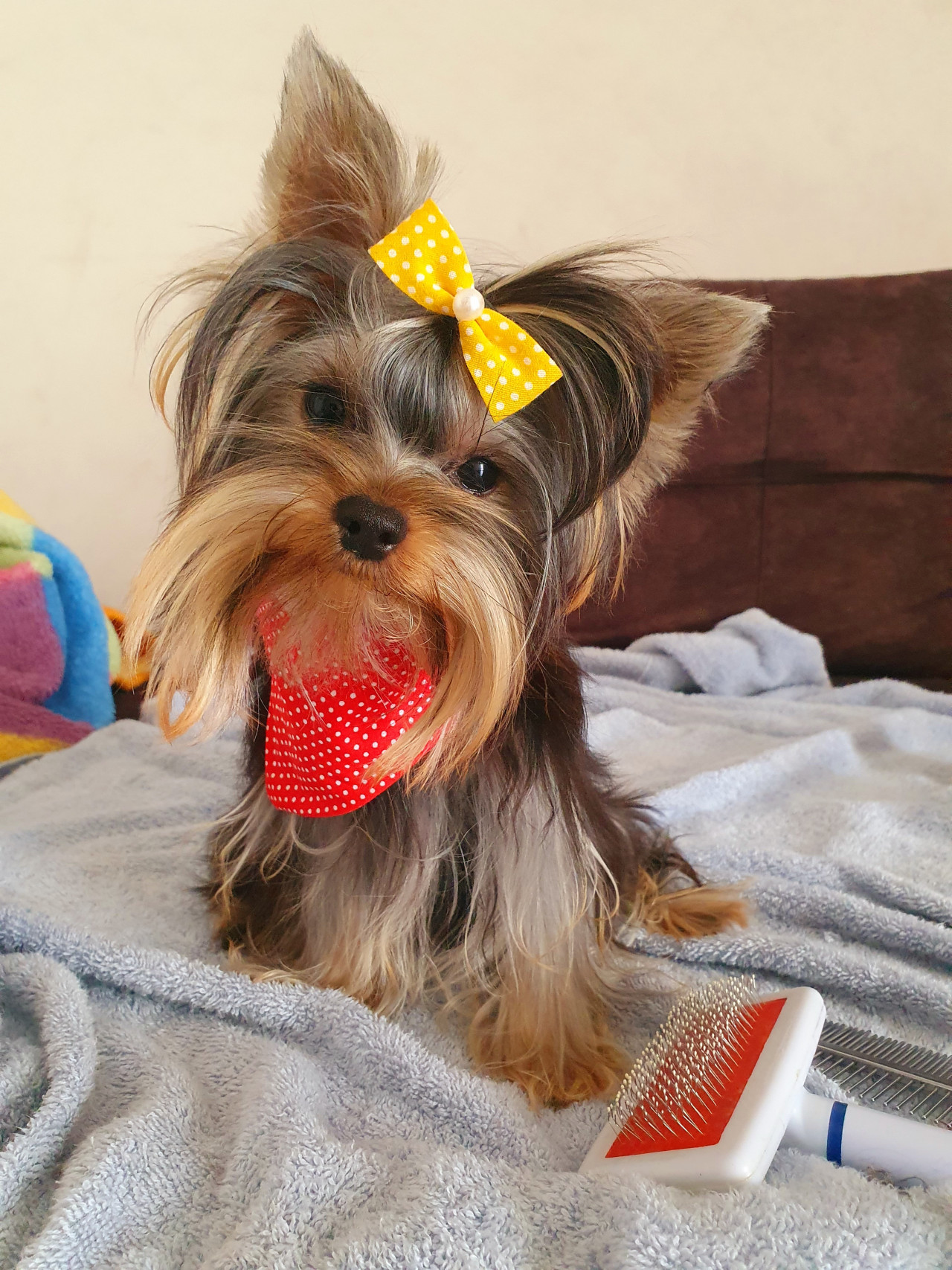 Scr li Yorkshire erkek 3