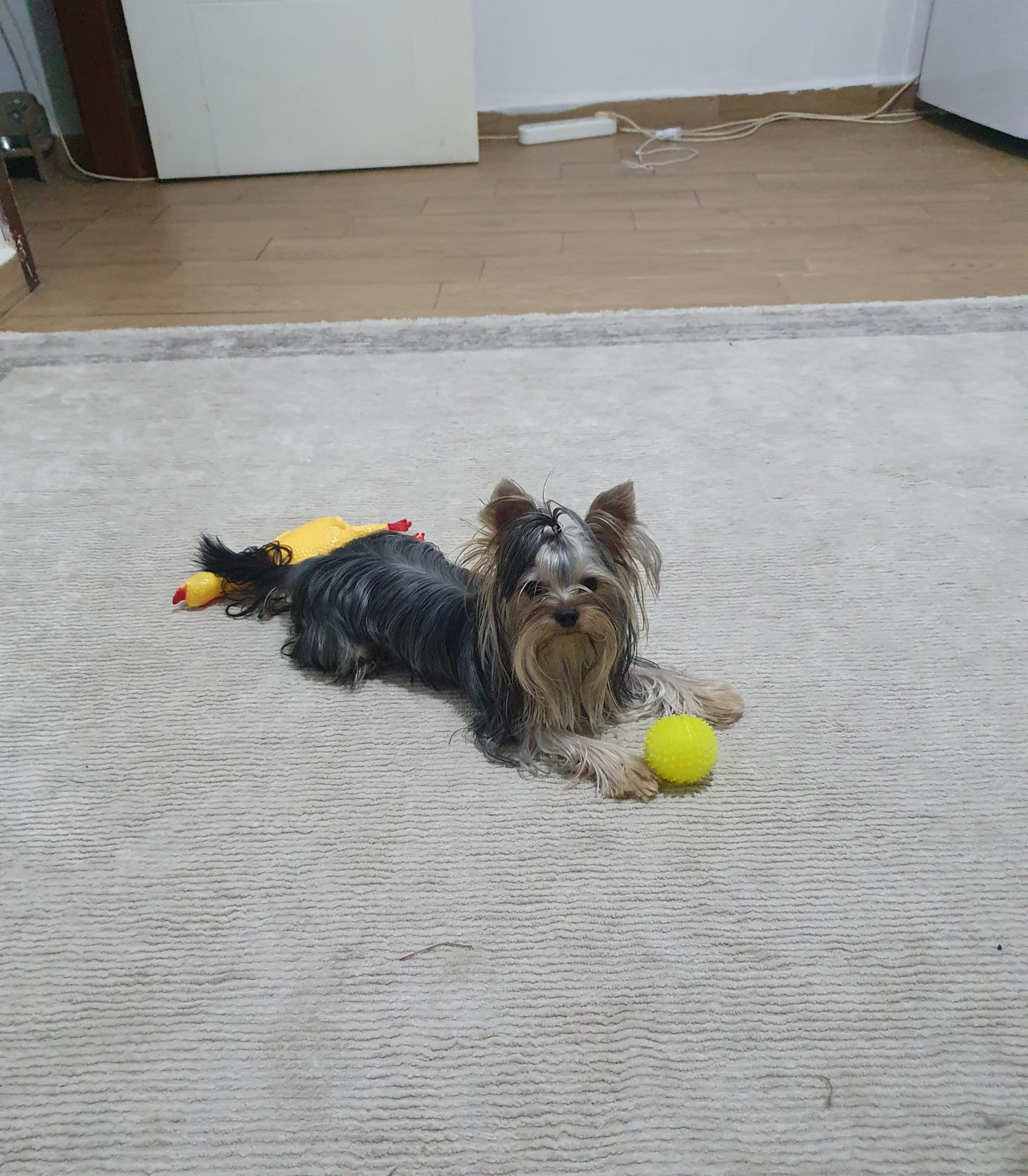 Scr li Yorkshire erkek 2