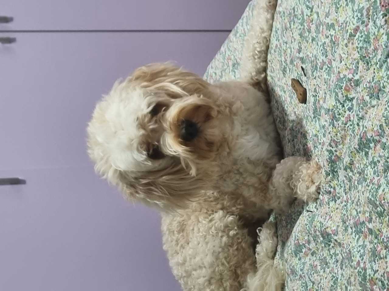 Lucas oğlumuza eş arıyoruz 3