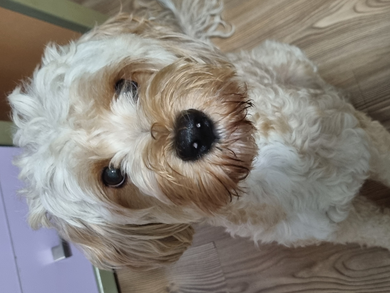 Lucas oğlumuza eş arıyoruz 2