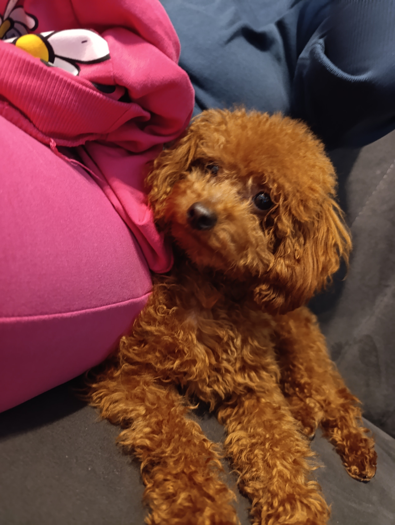 17 aylık erkek poodle 2