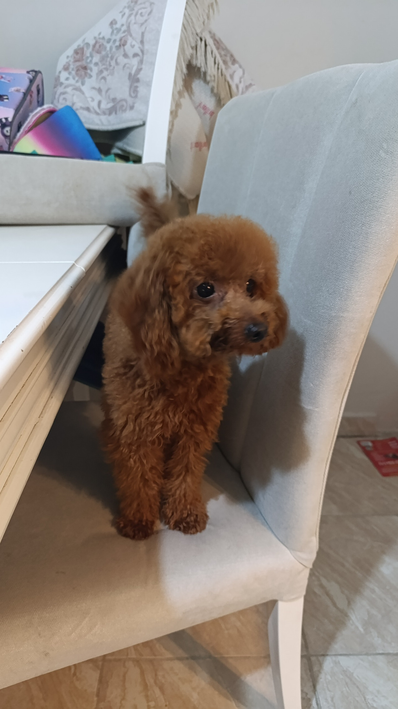 17 aylık erkek poodle 3