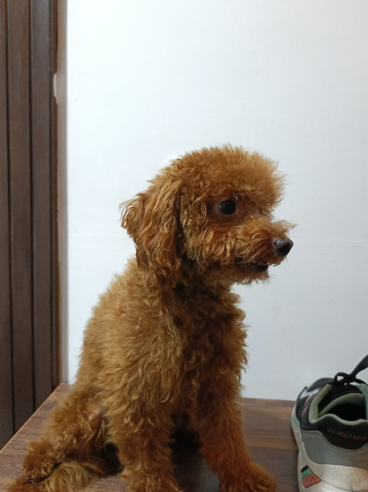 17 aylık erkek poodle 4