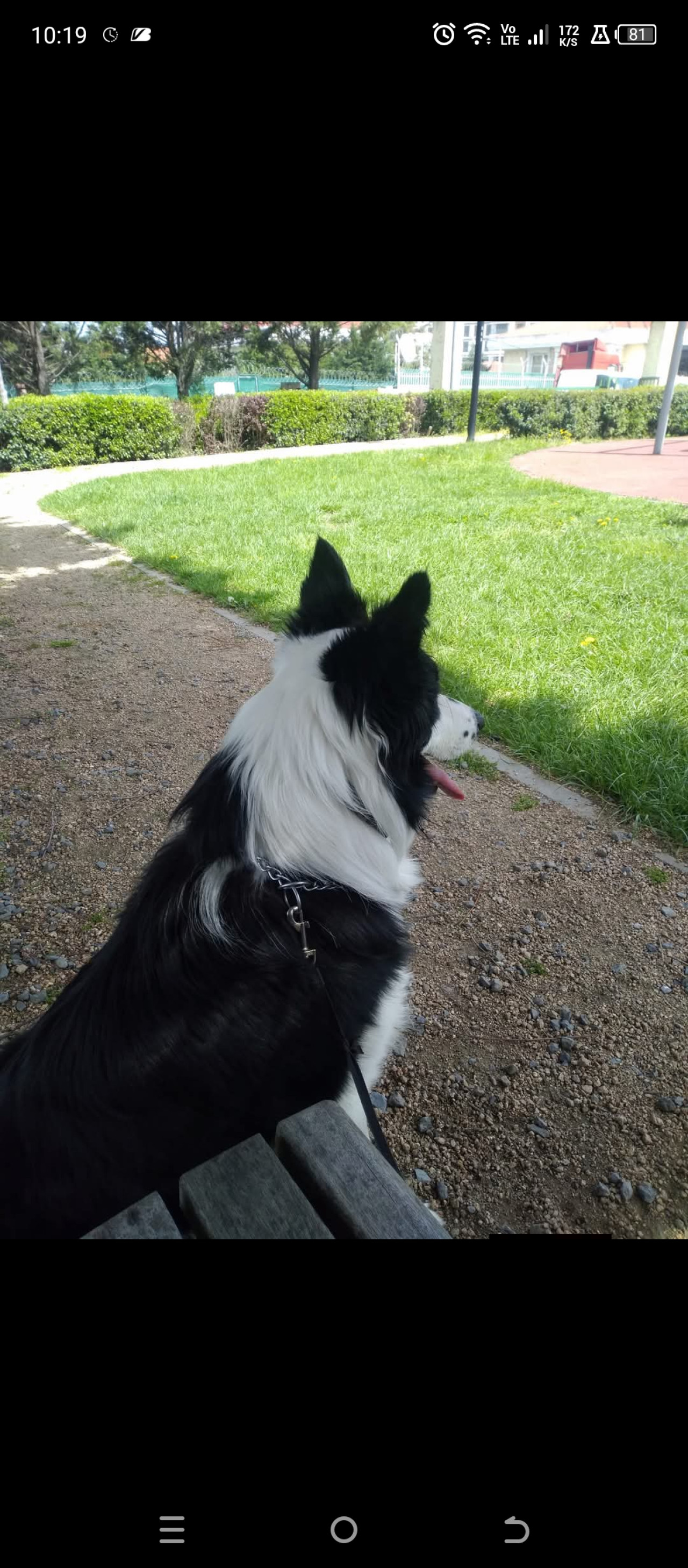 A Secereli Erkek Border Collie