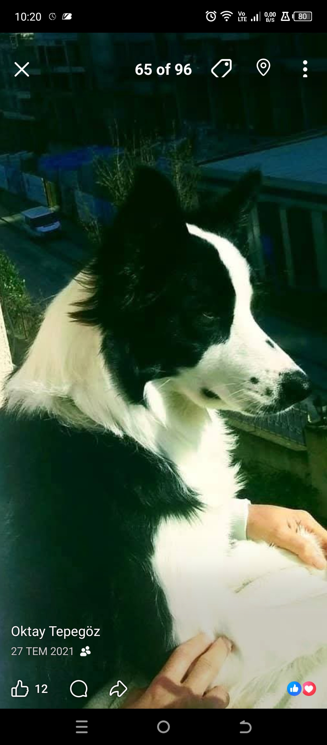 A Secereli Erkek Border Collie 2