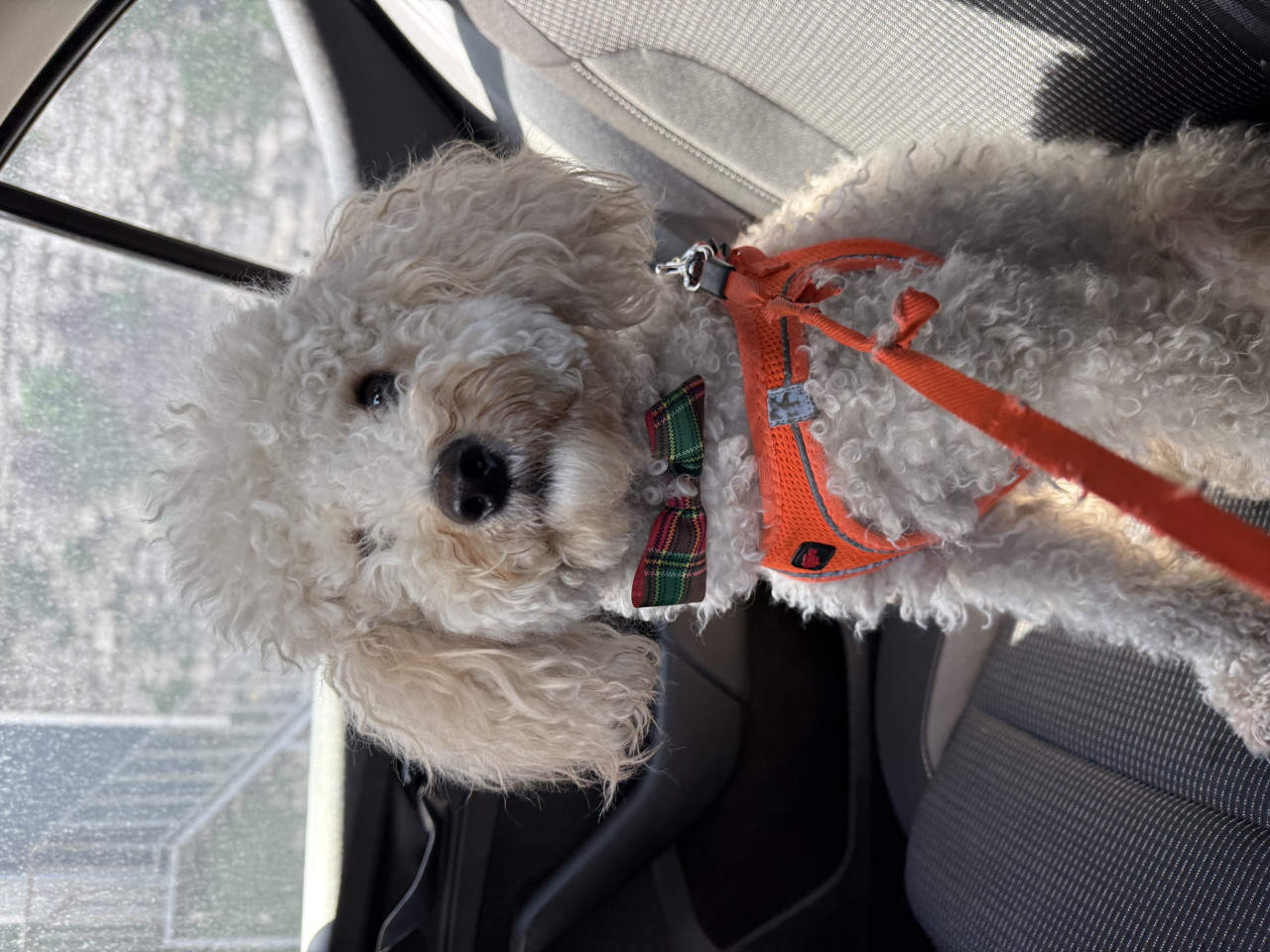 Toyple iki yaşında eş arıyoruz 2