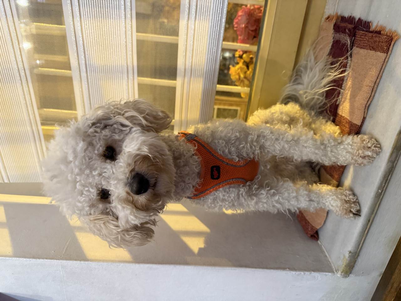 Toyple iki yaşında eş arıyoruz