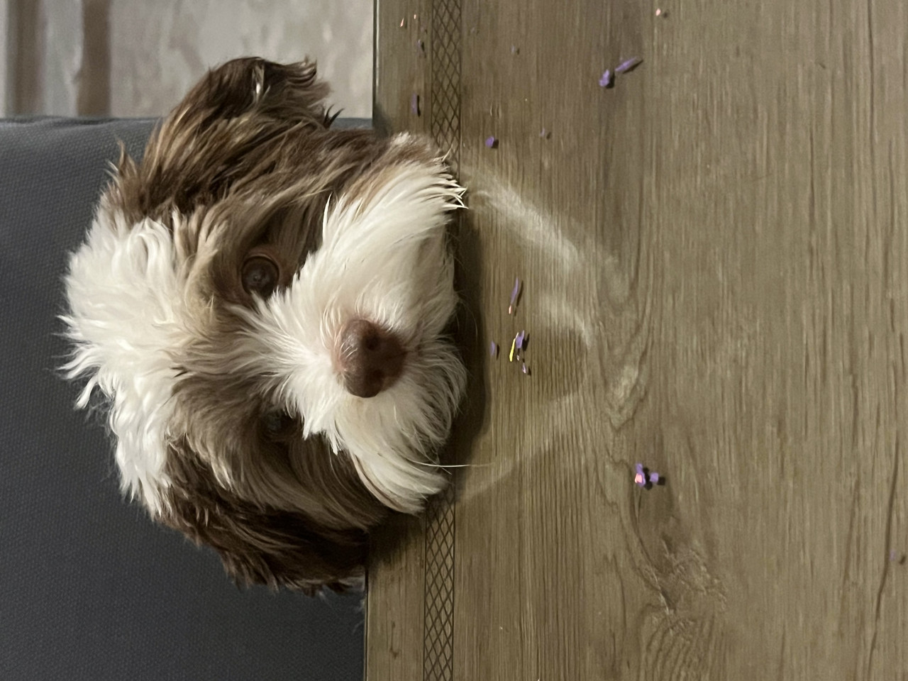 12 aylık Mocha’ya gelin arıyoruz.