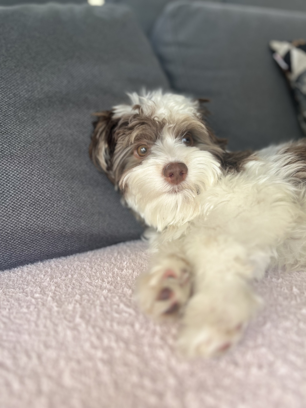 12 aylık Mocha’ya gelin arıyoruz. 2