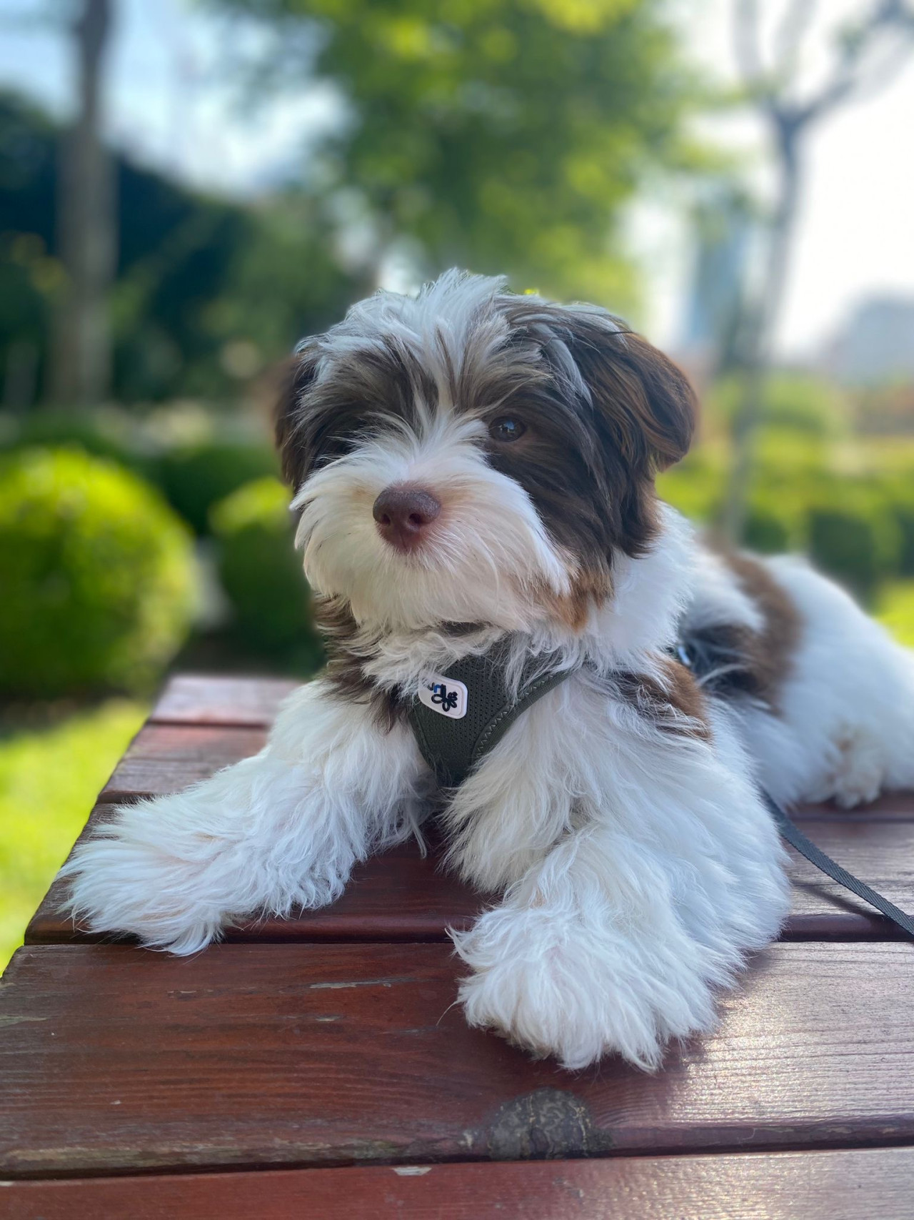 12 aylık Mocha’ya gelin arıyoruz. 3