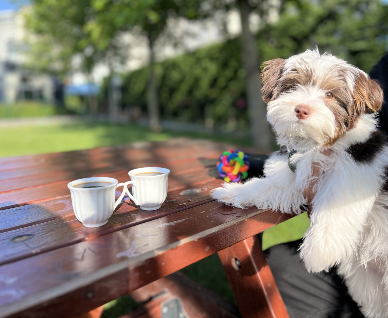 12 aylık Mocha’ya gelin arıyoruz. 4