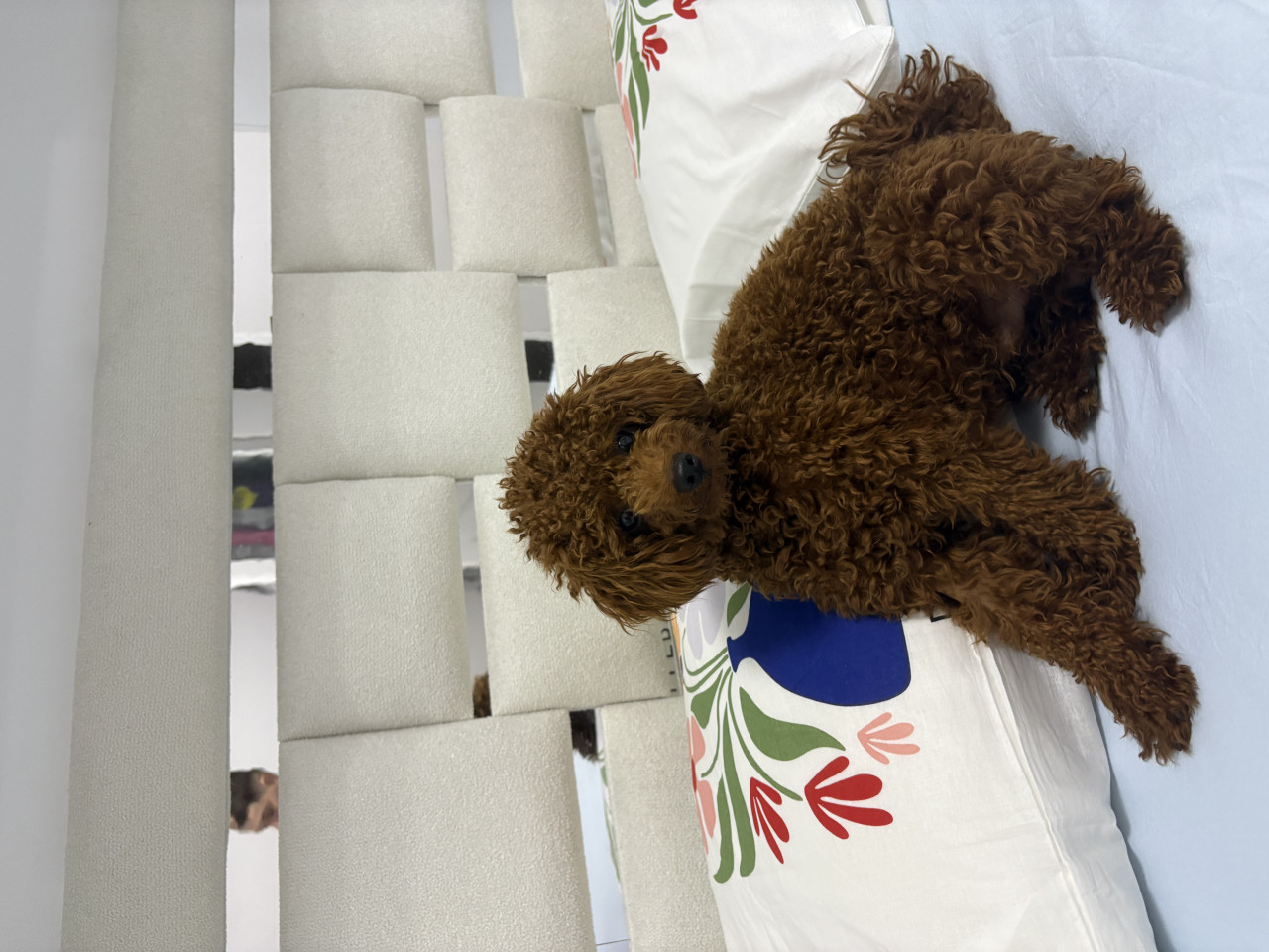 1,5 yasında erkek 3