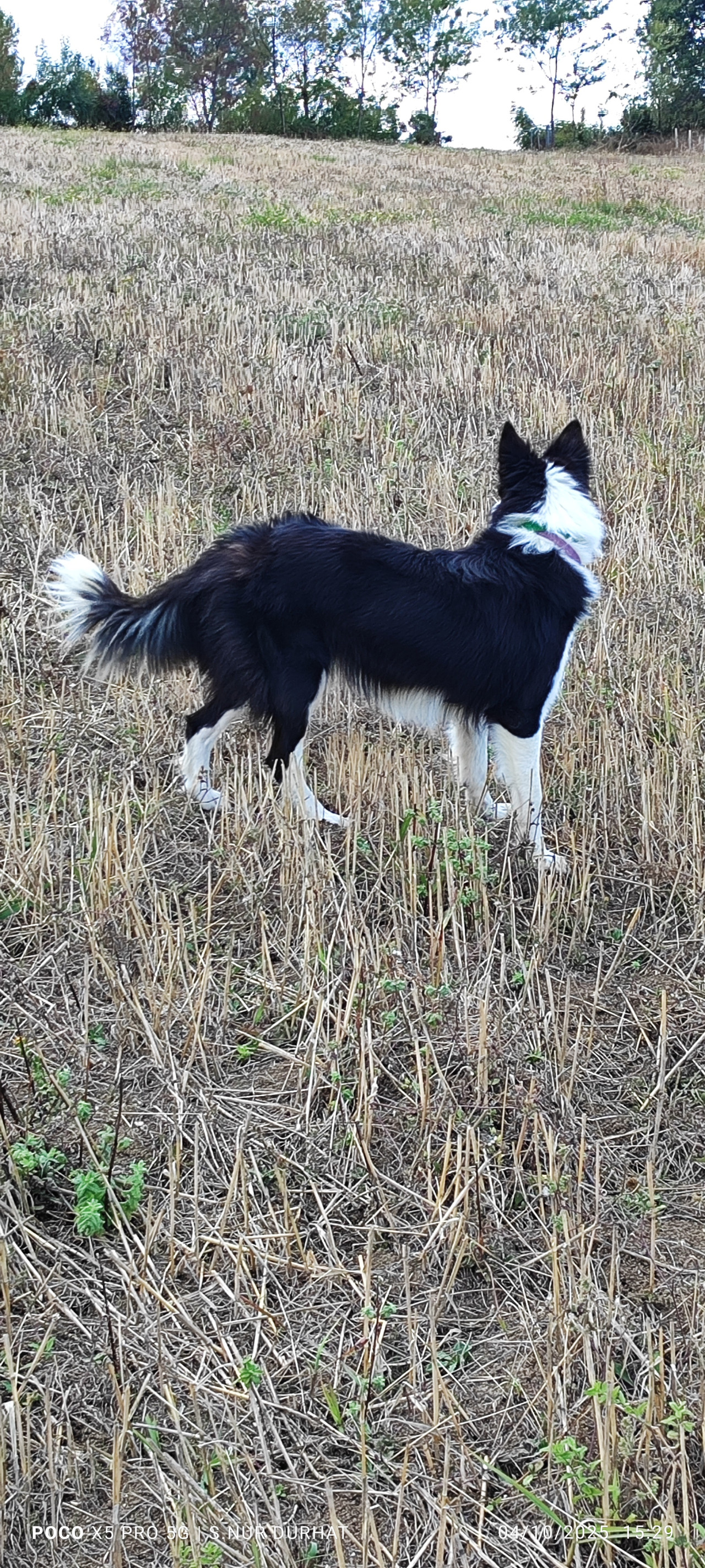 Kızıma daimi eş arkadaş arıyorum 4